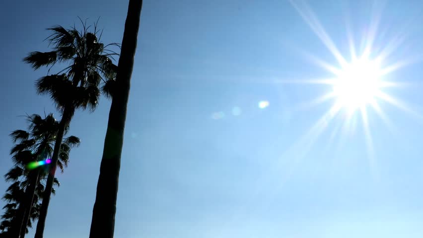 Coastal road with palm trees in the summer morning sun. Near Nishiura Beach in Gamagori City, there is a coastal road with palm trees growing along the road.