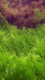Vertical video, Underwater landscape. rock reef covered with mussels and algae: Ulva, Cladophora and Bryopsis, Slow motion