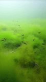 Vertical video, School of juvenile East Atlantic peacock wrasse Symphodus tinca swim above dense thickets of fluffy Green Algae Cladophora sp., Slow motion