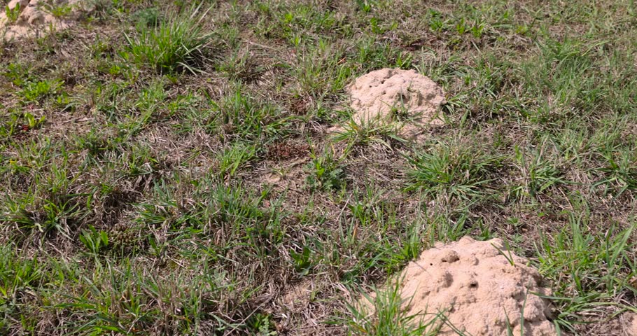 mole hills in green grass, part of a field with grass damaged by moles