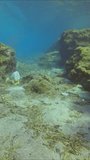 Vertical video, Plastic debris has accumulated in huge quantities on the seabed between stones, Camera moving forwards, on blue water background
