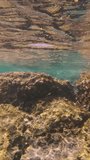 Vertical video, Shoal of young golden Marbled Spinefoot (Siganus rivulatus) swims over rocky reef under waves, Mediterranean Sea, Rhodes, Greece