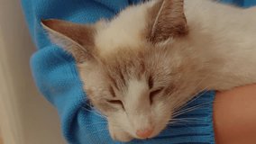Close up 4k video with a cat sleeping in her owner hands. Beautiful video with a white cat resting.