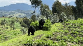 Silverback and family on the way back from outside the park. From time to time they leave the jungle and eating leafs and vegetable. Bisoke, Rwanda  - Powered by Shutterstock - Get 15% off with code: PIKWIZARD15