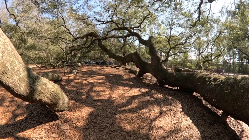 Giant tree limb of the Angel oak tree in Charleston South Carolina in 2024