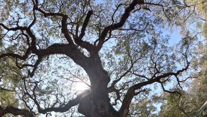 Magnificent Angel oak tree looking up into its giant branches in 2024 Charleston South Carolina.