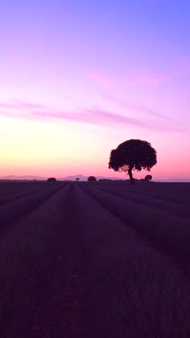 Silhouette of a tree at sunset in a lavender field, Brihuega. Guadalajara