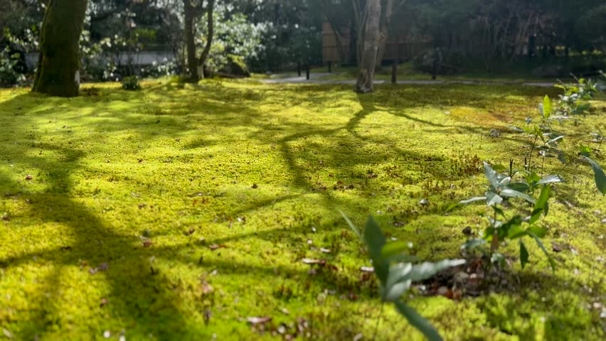 Kokedera, Moss Temple With Luxuriant Mossy Growth Landscape In Kyoto, Japan. Static Shot 