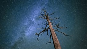 Rotating motion lapse of milky way and starry night sky around barren tree - Powered by Shutterstock - Get 15% off with code: PIKWIZARD15