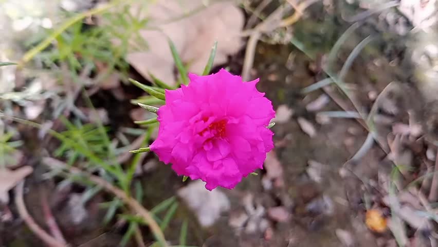 beautiful Purple Moss-rose, Purslane tree in background blurb, beautiful flower,Portulaca grandiflora,commonly called as Moss Roses,Table roses..are beautiful flowering plants,beautiful flower, flower