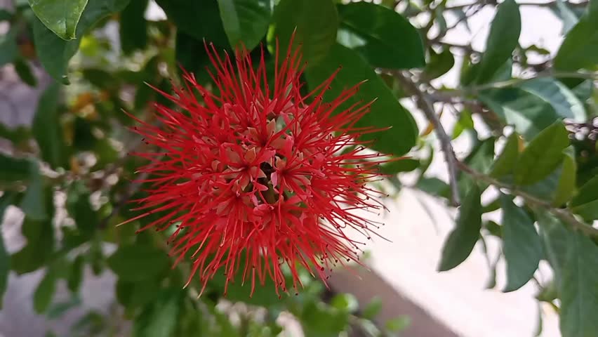 Bush willow, combretum, Combretaceae, combretum or Combretaceae, red flower, flower video, flower, beautiful flowers,HD video, natural video,4k video 