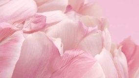 Flower opening close up, soft petals of beautiful tulip time lapse, nature background. Tulip bouquet, spring flower macro shot, blooming pastel pink tulip Easter backdrop, romantic, tenderness.  - Powered by Shutterstock - Get 15% off with code: PIKWIZARD15