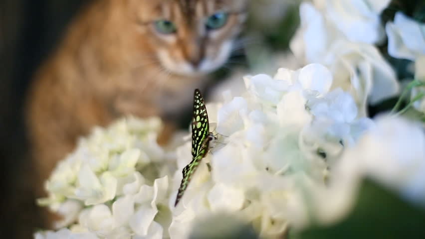 charming bengal cat walking on tree