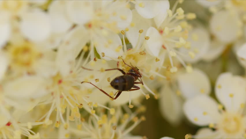 Rear sideview above Formica Ant crawling across pistil of white flowers Royalty-Free Stock Footage #3496970349