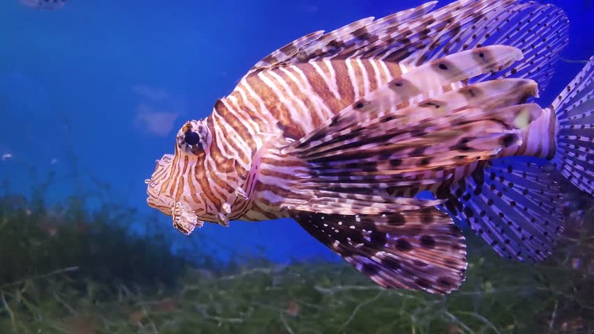 Zebra lionfish swimming in the aquarium with blue water.