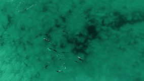 Aerial video of a pod of dolphins play in the surf of a California beach