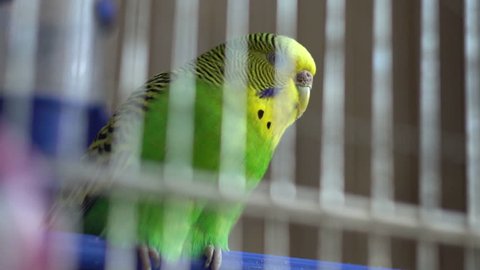 Wavy parrot sits on a perch in a cage, close-up