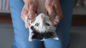 Closeup of unrecognizable male pet owner checking teeth of cat. Man inspecting cat oral cavity and teeth, assessing condition of animal dental health. Concept of animal hygiene and pet care. - Powered by Shutterstock - Get 15% off with code: PIKWIZARD15