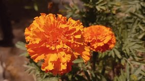  Orange and yellow marigolds flower in gardan, marigold flowers,marigold, orange flower, beautiful flowers, flower, natural video