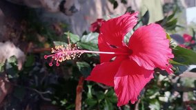 Beautiful red flower against the bright green leaves of a tropical bush. A warm sunny day on a tropical island. close-up shot, flower video, hibiscus, HD video, Red hibiscus, Red flower, 