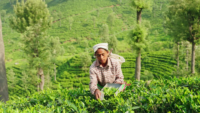 Women pick fresh tea leaves in highland plantation. Female workers gather top quality leaves for authentic tea production in Sri Lanka. Traditional methods meet modern farming on hillside fields.