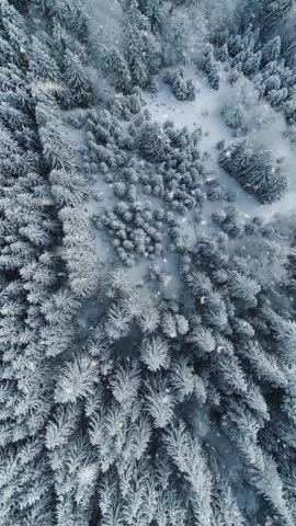 Aerial top down shot of winter forest with white snow-covered trees. Snowfall. Magnificent winter landscape in the forest. Large snowflakes fall down to the ground and tree branches. Vertical shot