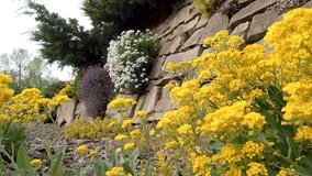 Blooming of white Phlox subulata (creeping phlox) flowers on the stone wall among yellow flowers in the foreground. Wonderful floral background. 4K forward video (Ultra High Definition).