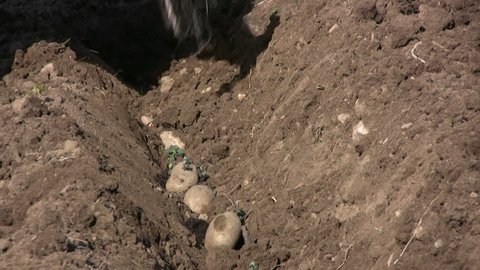 planting sprout potato