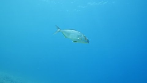jack fish underwater slow motion
