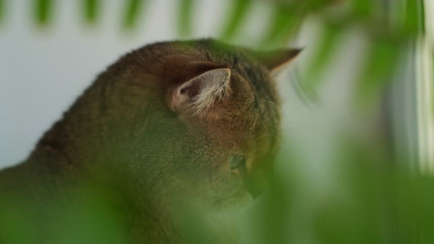 Close-up of a red cat with green eyes. A beautiful domestic cat looks carefully around. Thoroughbred British golden chinchilla muzzle. Adorable pets.