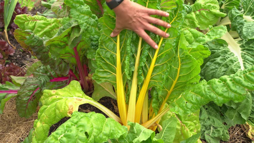 Swiss chard great shot of hands touching leaves in botanical garden vitamin K healthy leafy green Royalty-Free Stock Footage #3497208889