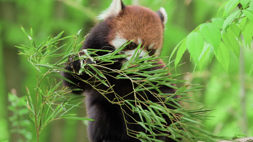 Red panda (Ailurus fulgens) or lesser panda eating bamboo leaves - close-up slow-motion