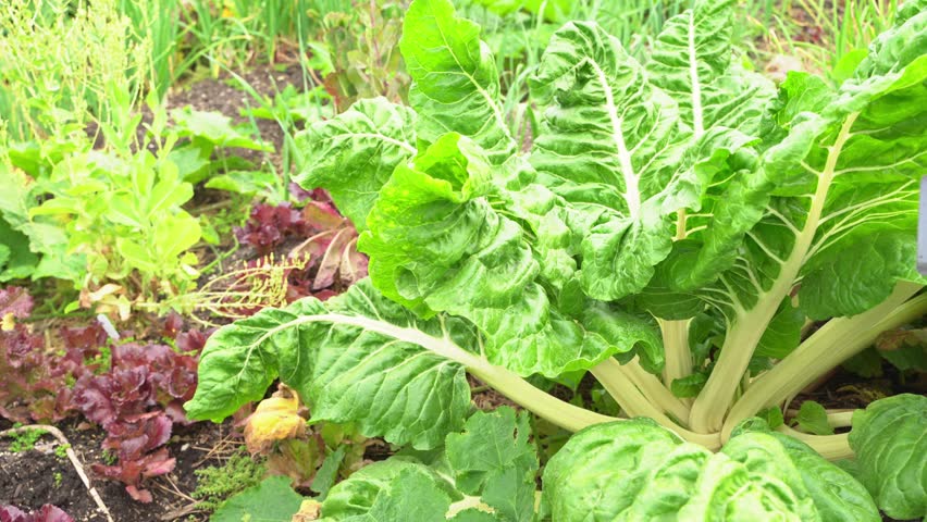 Wind blowing Huge cabbage leaves drumhead green crinkled variety cruciferous vegetable Royalty-Free Stock Footage #3497210553