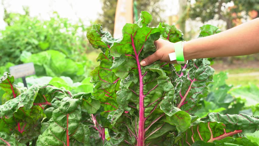 Beautiful shot of hands touching fresh kale purple vein leaves in botanical garden vitamin K healthy leafy green Royalty-Free Stock Footage #3497214589