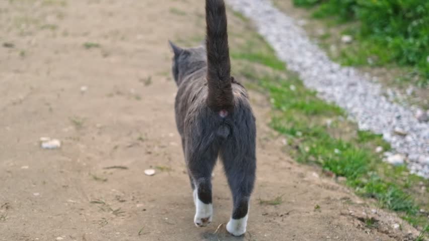 Graceful Gray Tabby Cat walking on green grass meadow. Funny little cat outdoors. Beautiful grey feline is in a lawn outside. Kitten walks looking to camera. Backyard, summer day. Animal in the nature