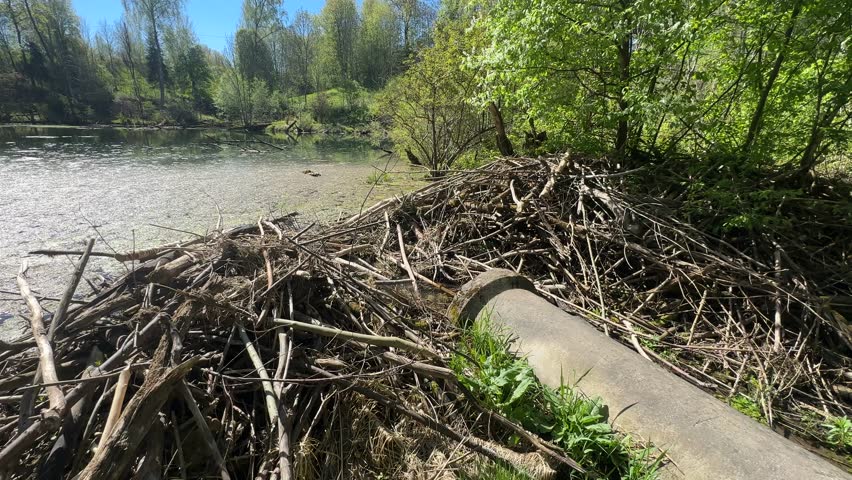 Sunlit riverbank scene showing a pile of driftwood and debris next to a calm river, with lush greenery and trees in the background.