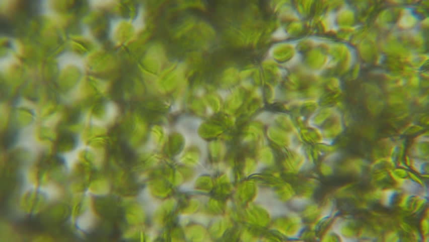 Chloroplast under microscope. Cell division. Cell Structure With Live Bacteria. Leaf Photosynthesis. Plant Cells Under Microscope. Virus Infection. Green Algae Cells Under Microscope. GMO. DNA.