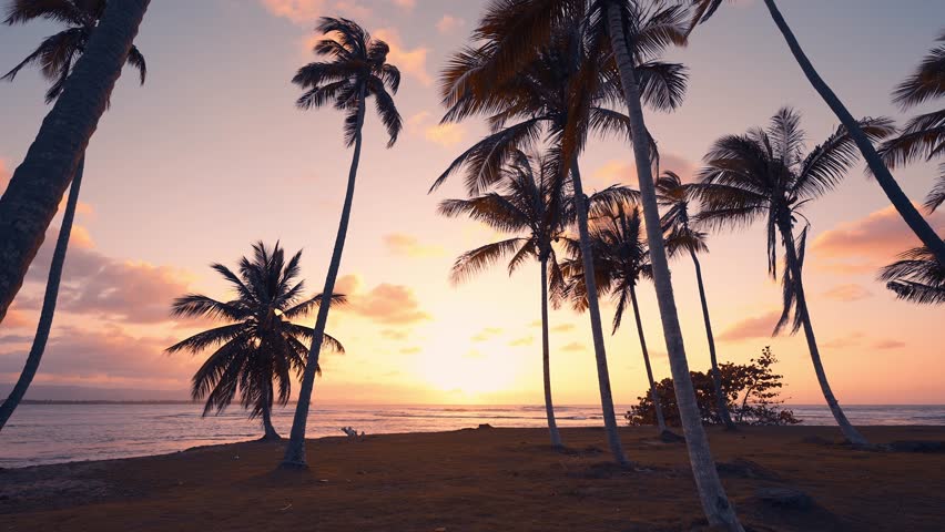 Beautiful tropical sunset on the Mexican palm wild beach. Ocean coast in the evening sun. Palm trees and calm sea against the backdrop of dawn. Picturesque seascape. Twilight on the beach.