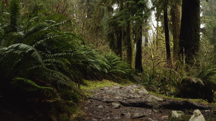 Olympic National Park, Washington State, USA - Trees and Nurse Logs Within the Old-growth Forest of the Hoh Rainforest - POV Shot