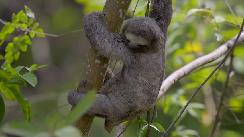 Three-toed sloth falls asleep hanging from the tree