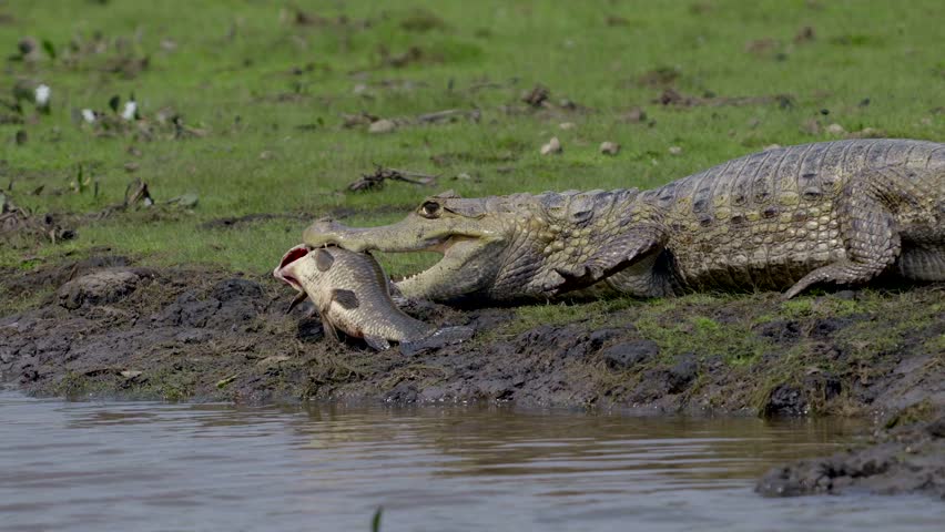 A very large caiman with its catch of the day in its mouth jumps into the water in slow motion