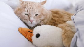 Kitty Sleeping on a White Blanket. Baby Cat Sleeping. Concept of Adorable Cat Pets. - Powered by Shutterstock - Get 15% off with code: PIKWIZARD15