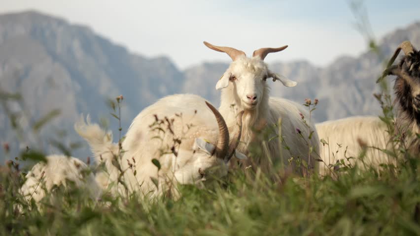 Cashmere goats behind grasslands CLOSE UP SHOT