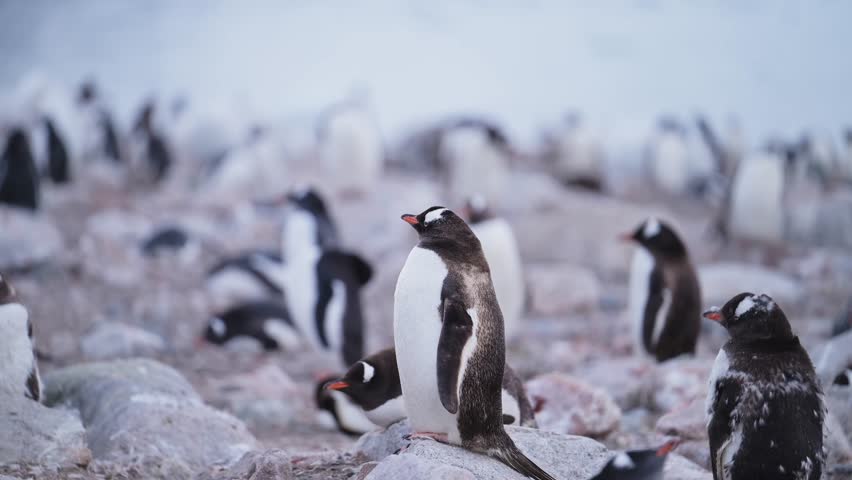 Penguin on Rocks in Antarctica Colony, Antarctic Peninsula Wildlife and Animals Vacation with Lots of Gentoo Penguins in Large Group on Rocky Rocks and no Snow due to Climate Change and Global Warming