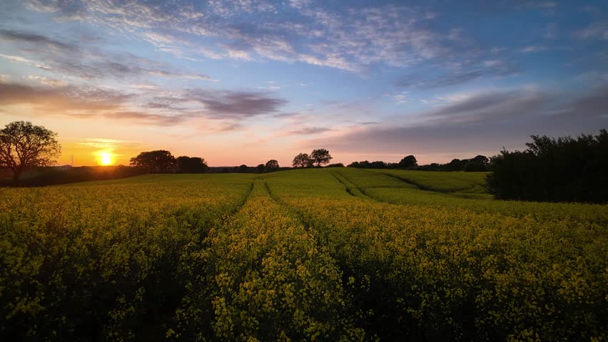 Blooming raps field by sunset, bright yellow rapeseed fields, brilliant yellow fields of oilseed rape. Beautiful summer sunset landscape over a field of rapeseed flowers used to produce colza oil.  Royalty-Free Stock Footage #3497375331