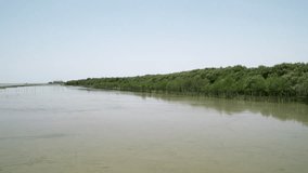 Mangrove forest on the beach in Thailand