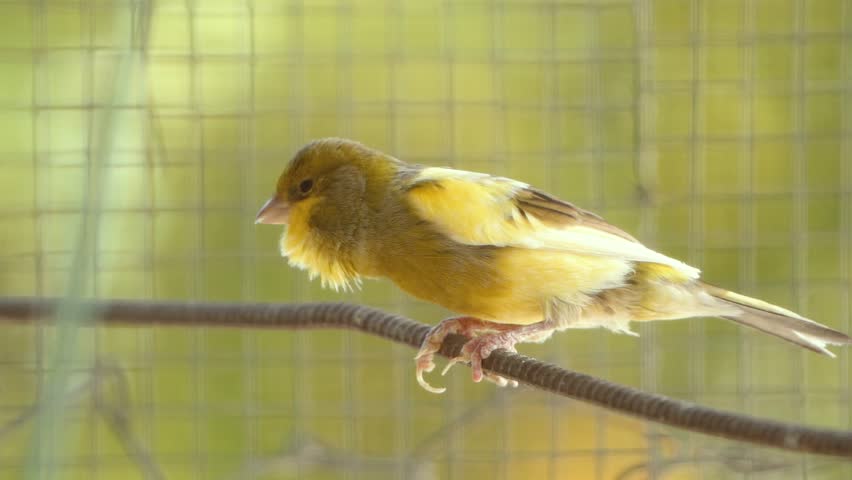 Chirping Atlantic canary bird sing, singing, Serinus canaria , canaries, island canary, canary, or common canaries birds perched on an electric wire.