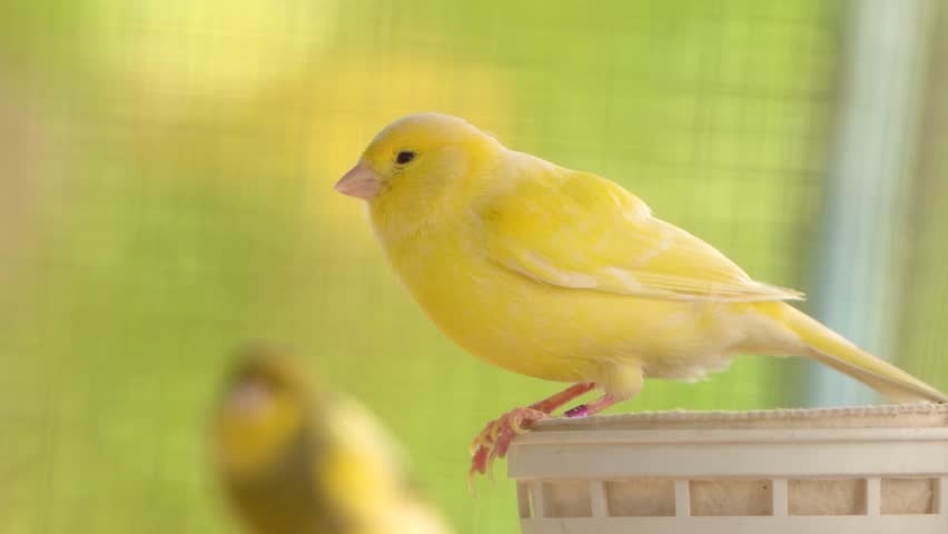 Chirping Atlantic canary bird sing, singing, Serinus canaria , canaries, island canary, canary, or common canaries birds perched on an electric wire.