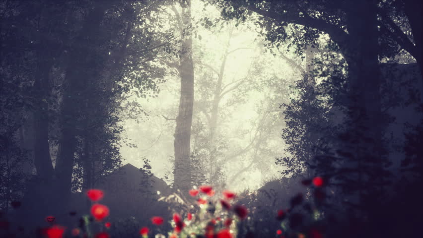 summer fog in the forest