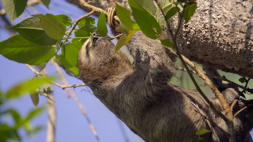 Three-toed sloth eats from a branch while hanging from the tree. The sun shines on his face